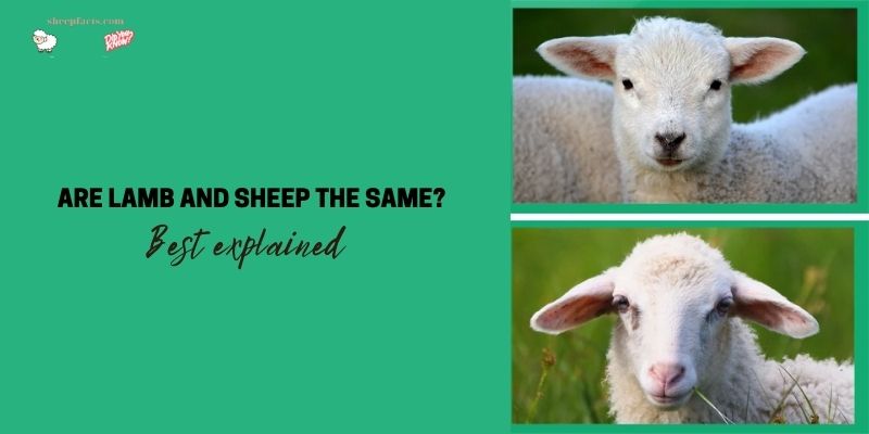 Are Lamb and Sheep the Same Best explained