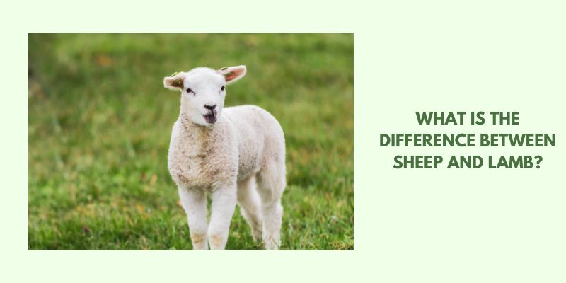 What is the difference between sheep and lamb?