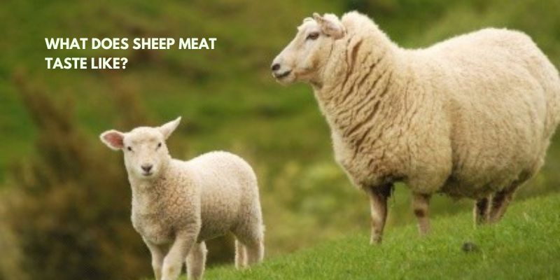 What does sheep meat taste like?