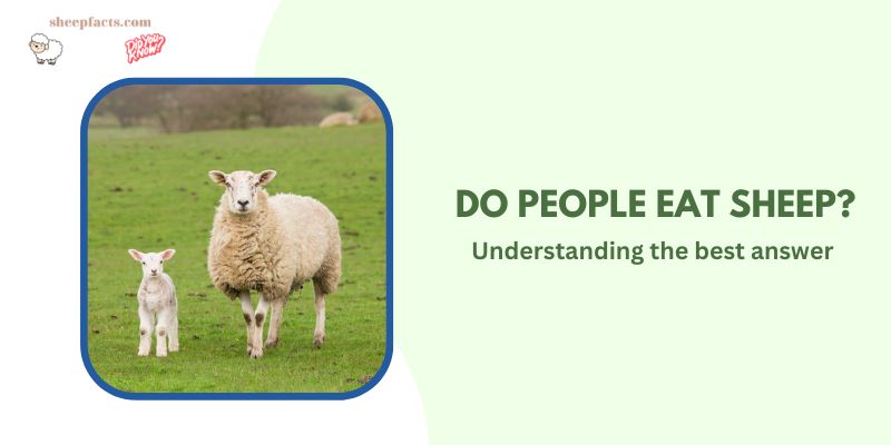 do people eat sheep