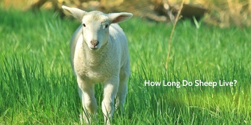 How Long Do Sheep Live?