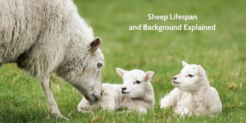 Sheep Lifespan and Background Explained 