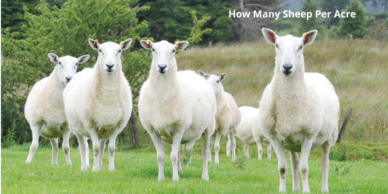 How Many Sheep Per Acre