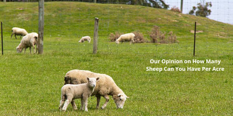Our Opinion on How Many Sheep Can You Have Per Acre