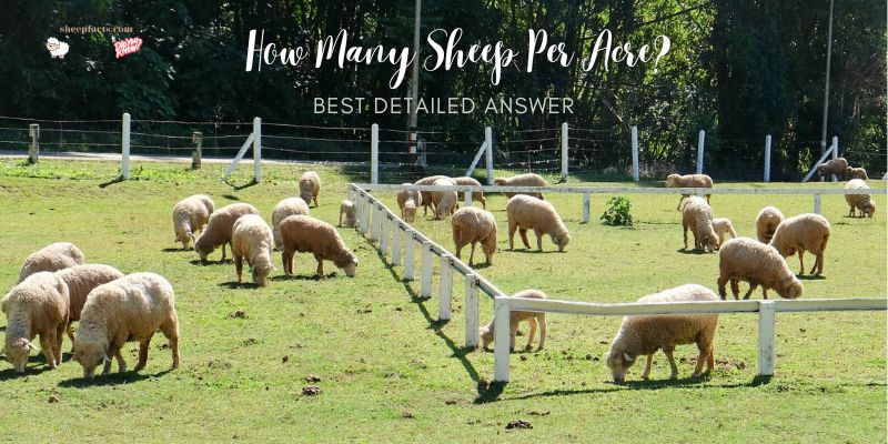 how many sheep per acre