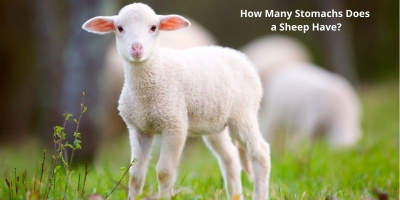 How Many Stomachs Does a Sheep Have?