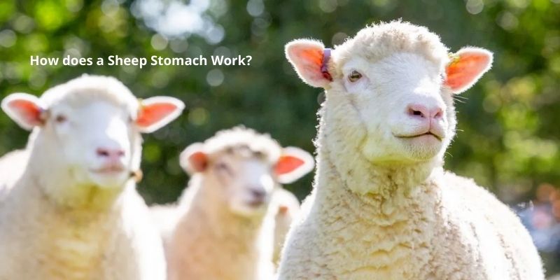 How does a Sheep Stomach Work?