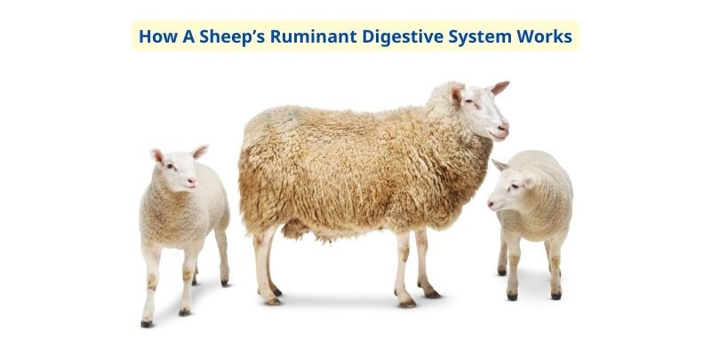 How A Sheep’s Ruminant Digestive System Works