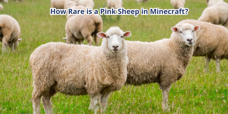 How Rare is a Pink Sheep in Minecraft?