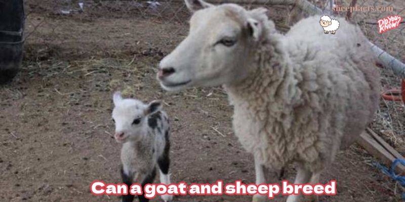 How do sheep and goats mate?